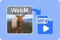 WebM zu MP4